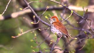 Wood Thrush [upl. by Oleta517]