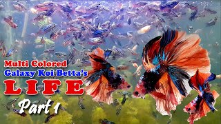 MultiColored Galaxy Koi Bettas Life  Breeding Betta Fish  How to Grow Betta Fish Part 1 [upl. by Rutherfurd466]