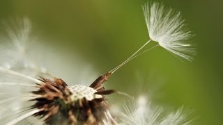 How to Get Rid of Dandelions [upl. by Florina]