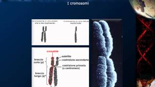 Citologia  Lezione 16 DNA e cromosomi [upl. by Hardie592]