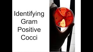 Identifying Bacteria Part 1 Gram Positive Cocci [upl. by Osborn652]