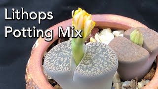 Lithops Potting Mix  Soil to help you Grow Your Living Stones Like a Pro  Part 1 [upl. by Leanard]