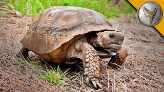 On the Lookout for the Mighty Gopher Tortoise [upl. by Ayel]