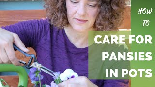 How to Care for Pansies in Pots [upl. by Gaeta111]