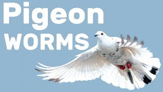 Worms in Pigeons  Pigeon Health Episode 5 [upl. by Enilada199]