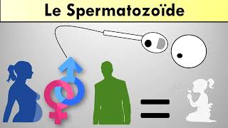 Le spermatozoïde [upl. by Tur]