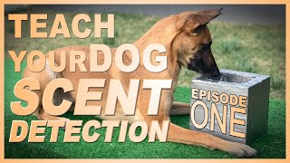 How to Teach Your Dog Scent Detection Episode 1 [upl. by Dailey866]