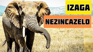 Izaga Nezincazelo Zazo  Learn isiZulu Language 🔥 [upl. by Annaitat]