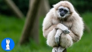 Cute Gibbons Playing amp Climbing [upl. by Sally]