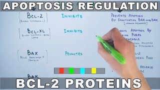 Apoptosis Regulation by Genes  Bcl2 Family [upl. by Lamoree]