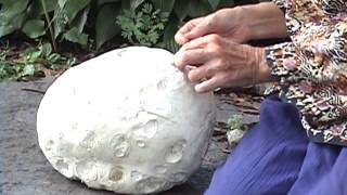 Edible Mushrooms Giant Puffball [upl. by Walli]