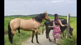 My sister training care her lovely horse in beginner 2021 [upl. by Trinee210]