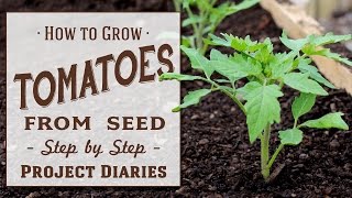 ★ How to Grow Tomatoes from Seed A Complete Step by Step Guide [upl. by Ile]