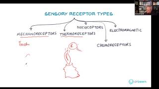 Types of Sensory Receptors [upl. by Atirys]