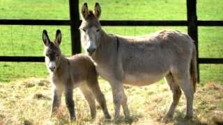 Donkey Sounds With Donkey Pictures [upl. by Hoang]