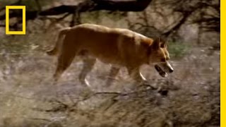 Kangaroo vs Dingo  National Geographic [upl. by Otiragram]