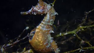 Watch Seahorse Giving Birth [upl. by Philbo442]