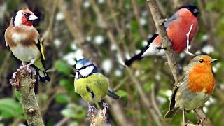 Beautiful Birds Chirping amp Singing in The Hedge  Robin amp More Bird Song amp Sounds [upl. by Opalina610]