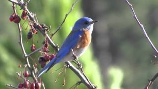 Western Bluebird male chirping [upl. by Lokkin380]