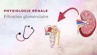 Physiologie rénale  Filtration glomérulaire [upl. by Aleetha985]