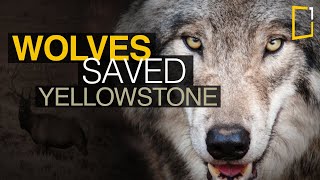 Wolves saved Yellowstone National Park  The Northern Range [upl. by Merrilee]