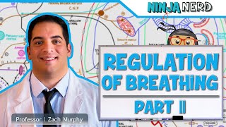 Respiratory  Regulation of Breathing Central amp Peripheral Chemoreceptors Part 2 [upl. by Frohne557]