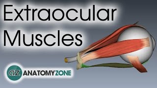 Extraocular Muscles  Eye Anatomy [upl. by Nyrmak]