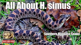 All About the Southern Hognose Snake H Simus In Florida [upl. by Ynahteb513]