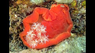 Spanish Dancer Nudibranch [upl. by Mansoor]