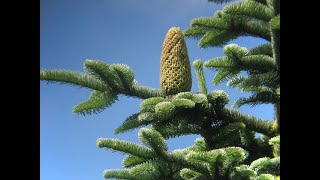 Keying Out Abies procera Pinaceae noble fir [upl. by Anaoy743]