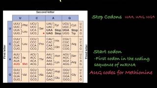 The Genetic Code how to translate mRNA [upl. by Eenaj]