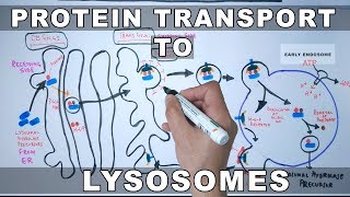 Lysosomal Protein Targeting [upl. by Uyekawa87]