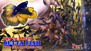 Part 1  How To Betta Fish Breeding  More Than 300 Betta Fry Mustard Gas Rose Tail Halfmoon [upl. by Spears]