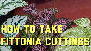 How to Take Fittonia Cuttings [upl. by Aital]