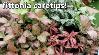 REPOTTING MY FITTONIA AND THEIR CARETIPS  Umaapaw Na Sanse  kenkenvlogmas [upl. by Asiat]