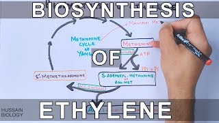 Biosynthesis of Ethylene [upl. by Hagerman]