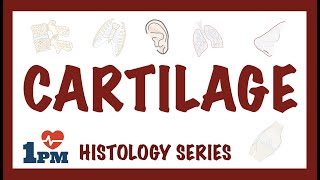 CARTILAGE  Histology Types Functions [upl. by Donella]