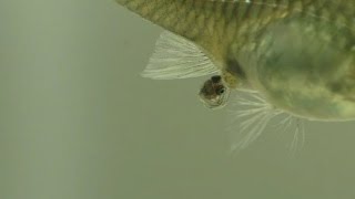 A Guppy Having Babies [upl. by Cornel]