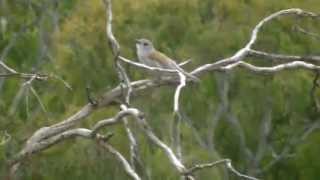 Australian Songbird Grey Shrikethrush [upl. by Annoyk]