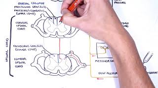 Sensory Tracts  Dorsal Column Medial lemniscus Pathway [upl. by Gnouhp]