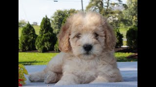 Whoodle Puppies for Sale [upl. by Airda630]