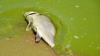 Battling the Bloom Lake Erie [upl. by Alitha]