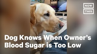 Dog Alerts Owner With Diabetes When Blood Sugar is Low [upl. by Niroc]