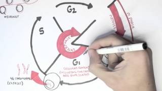 Cell Cycle Overview Interphase [upl. by Katzman]