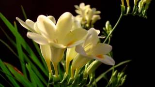 Freesia flower HD1080p [upl. by Tat514]