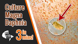 How to culture DAPHNIA MAGNA  The easy way [upl. by Ainimreh]