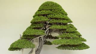 Juniper Bonsai care [upl. by Vincenz]