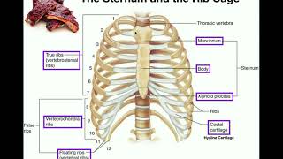 Anatomy  The Sternum Rib Cage amp Vertebrae [upl. by Eppie]