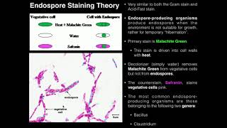 Exercise 4 AcidFast Endospore and Capsule Stains [upl. by Yrrag]