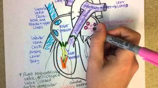 Heart Structure and Circulation [upl. by Mcferren]